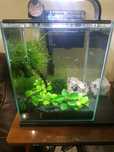 Akwarium krewetkarium kostka 35x29x29 komplet z dodatkami
