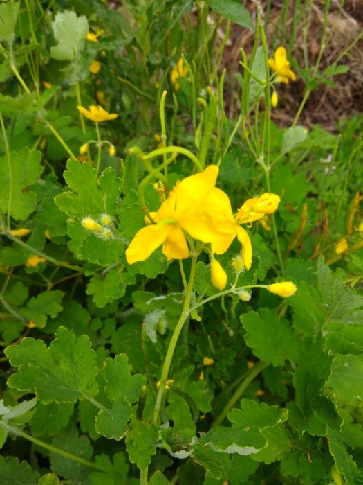 100 sementes / Celidônia planta das verrugas, planta Betadine ...