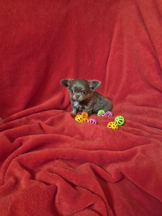 Chihuahua Macho Mini Lop e Afixo Criadora Registada PT 3088 FL