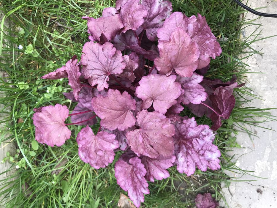 Гейхери сортові в наявності