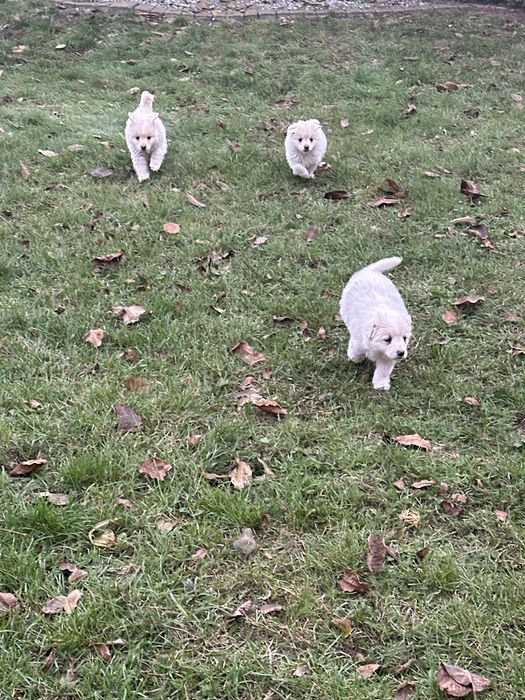 Śliczne białe szczeniaki