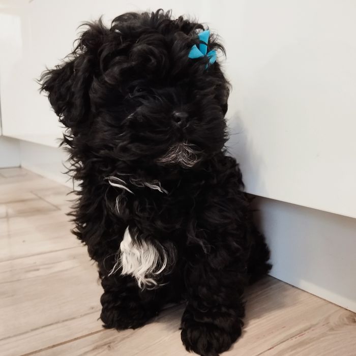 Maltipoo samczyk F1 z Rodowodem