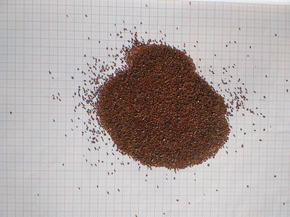 Nasiona Babki Lancetowatej 2025