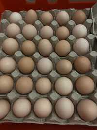 Wiejskie jaja rozmiar od kur z wolnego wybiegu