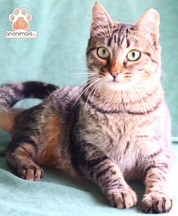 Manga - gata para adopção