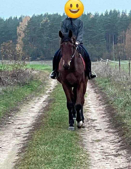 Wałach do jazdy i jako przyjaciel