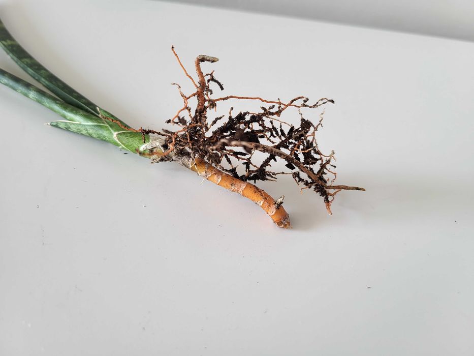 Sansevieria Comet Rocky Mountains  (odrost II)