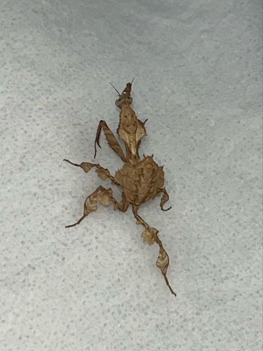 Modliszki liściogłowe (Phyllocrania paradoxa) imago