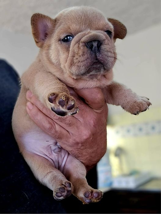 Menino Bulldog Frances BlueFawn