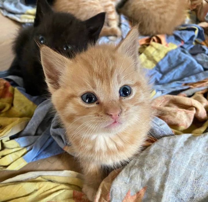 Котенята в добрі руки