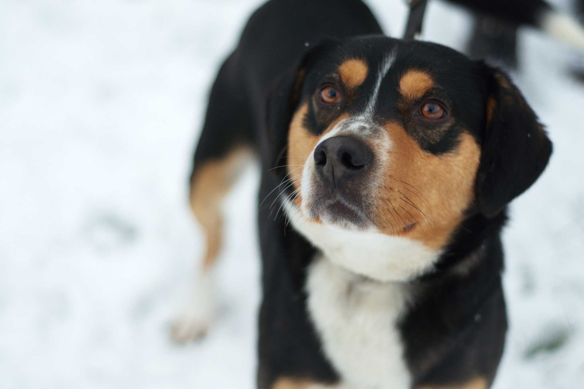 SOBAT - wspaniały psiak w typie Entlebucher poleca się do adopcji