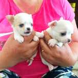 Chihuahua z rodowodem hodowla Kamratus ZHPR suczka