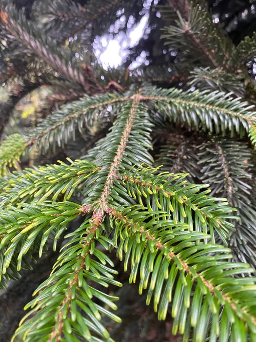 Świerk srebrny gałązki ,na stroik