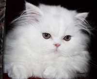 Шикарный персидский кот белоснежного окраса приглашает кошек на вязку