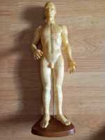 MODELO CORPO HUMANO COM PONTOS ACUPUNCTURA  - 50CM - HOMEM