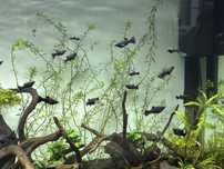 Oddam Molinezje (Black Molly) - Warszawa