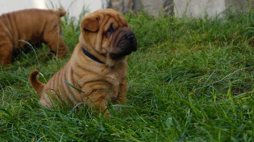Eter rudy Shar Pei szczeniak z rodowodem, rodzice importowani FCI