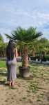 Trachycarpus fortunei szorstkowiec Fortunego pień ok.100 cm PALMA