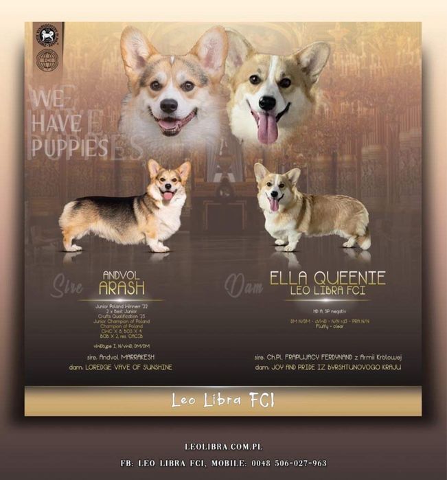 Welsh corgi pembroke ruda suczka po Championie FCI