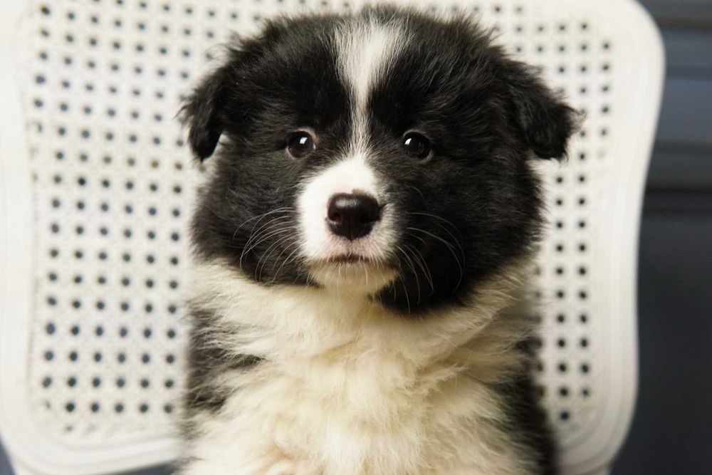 Border Collie  suczka ZKwP/FCI