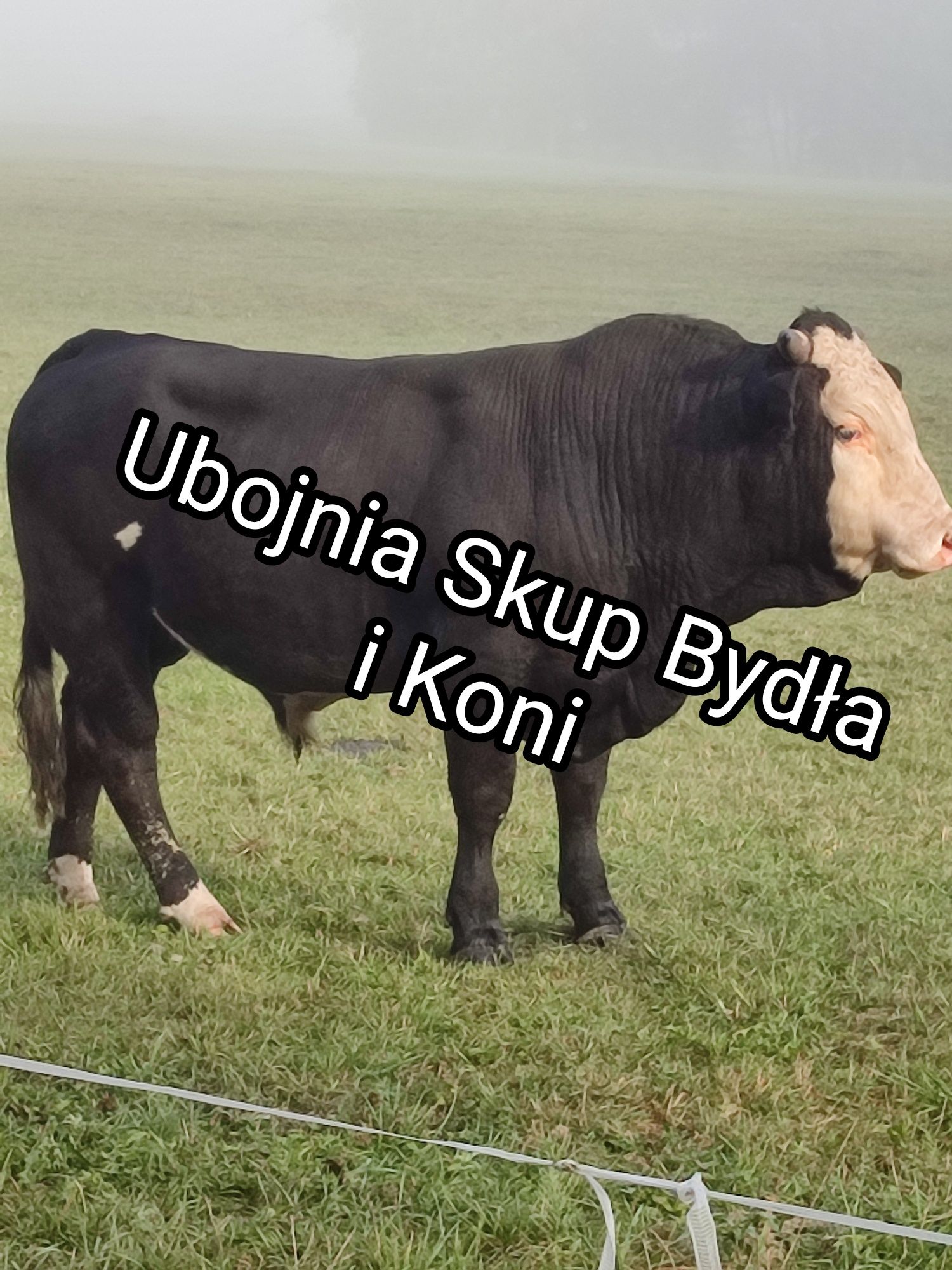 Skup Bydła I Koni