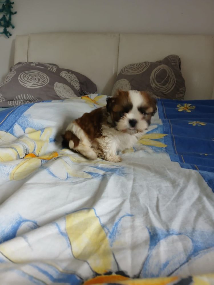 Shih tzu piesek shih tzu