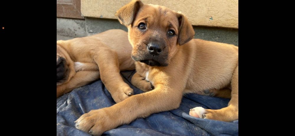 Віддам у добрі руки.