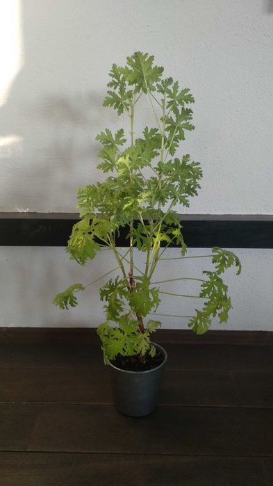 Duża anginka geranium