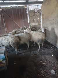 Продам овец голов 20