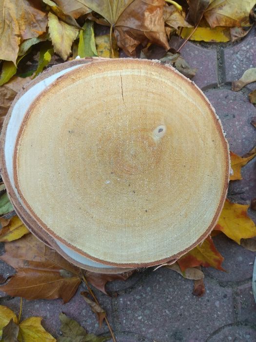 Plastry brzozy krążki drewna szlif śr ok 18 cm
