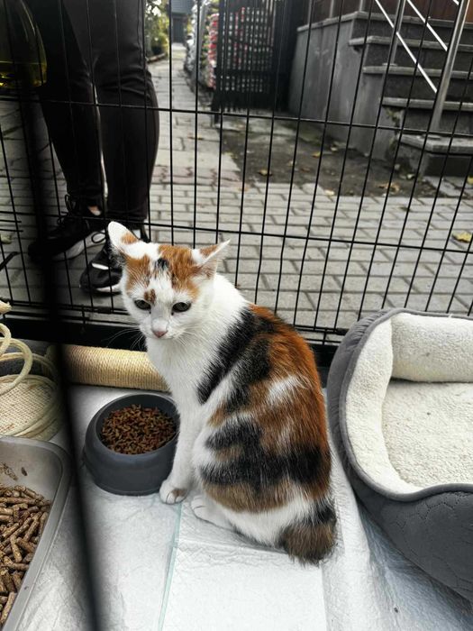 Trikolorka szuka domu przyjazna młoda kotka