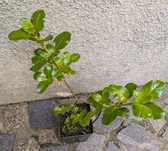 Plantas , catos, suculentas, protea, leucadendro