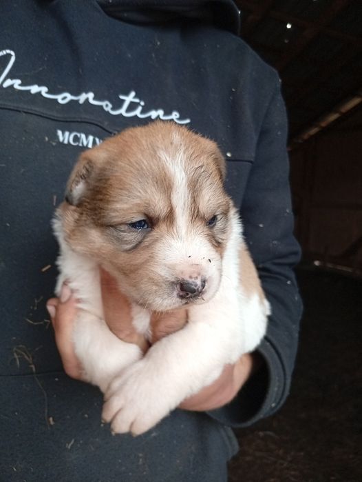 Продаємо Щенята алабая