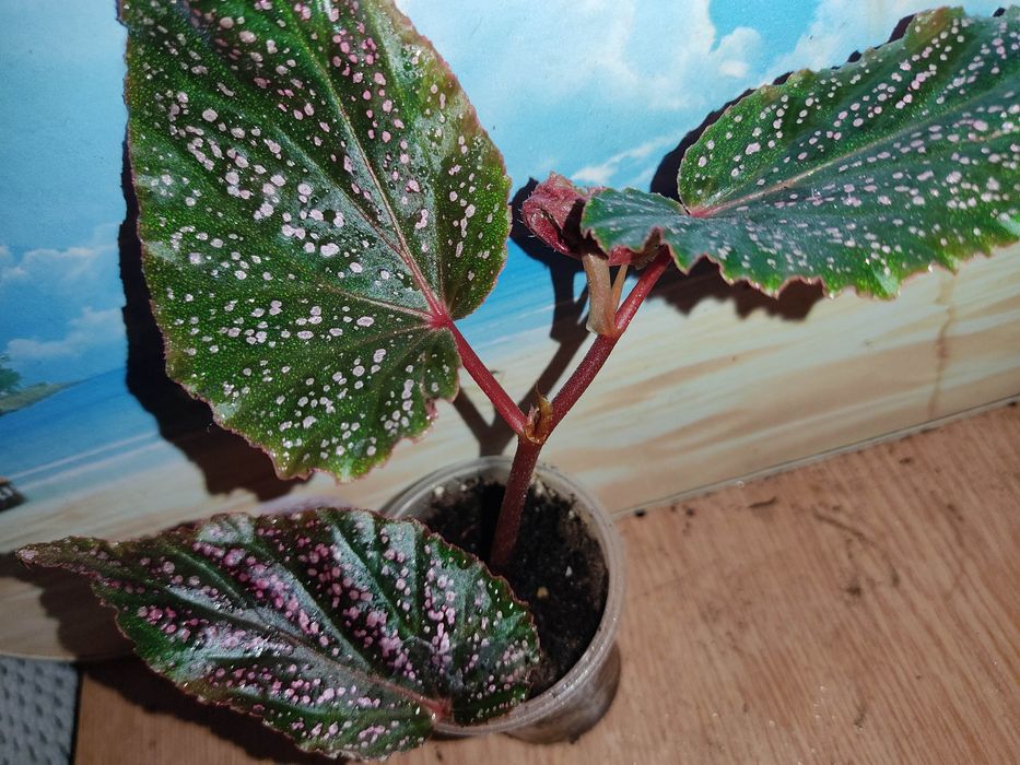 Бегонии разные сорта, кейн, королевские