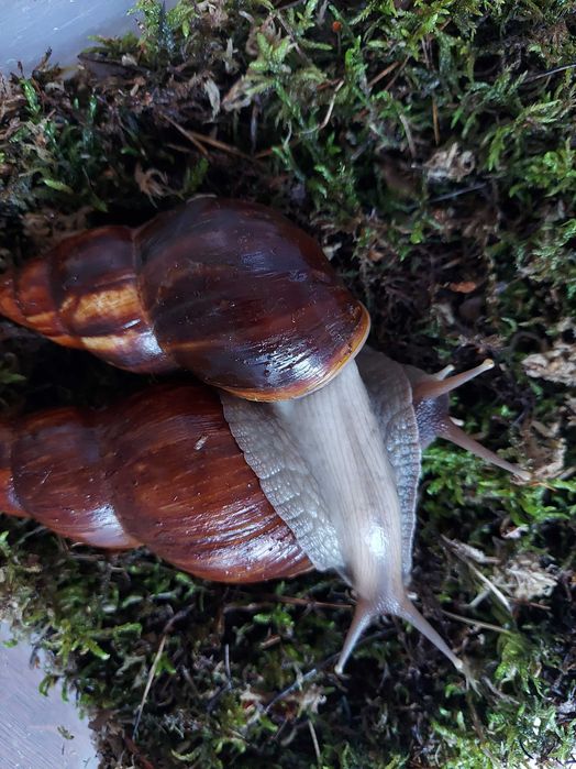 Равлик ахатина (12 і 8 місяців)