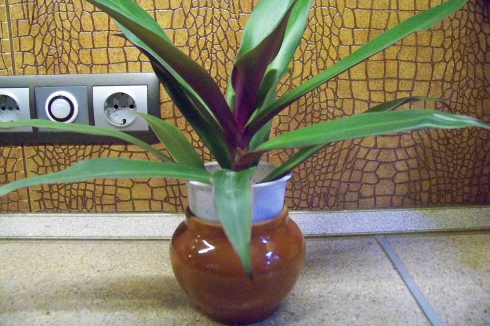 Рео, кімнатна декоративна рослинка