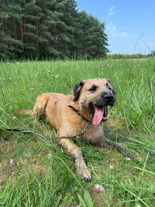 Szorściak Bono poleca się do adopcji!