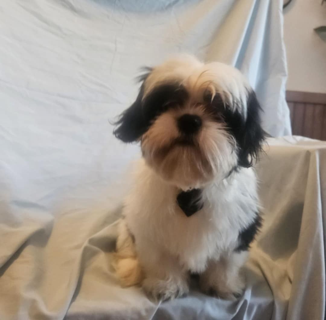 Szczeniak shiz-tzu