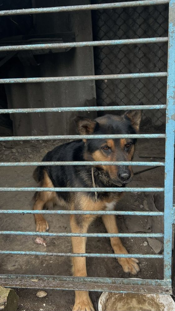 Віддам безкоштовно,у добрі руки