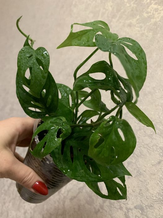 Продам монстеру з кружевним листям