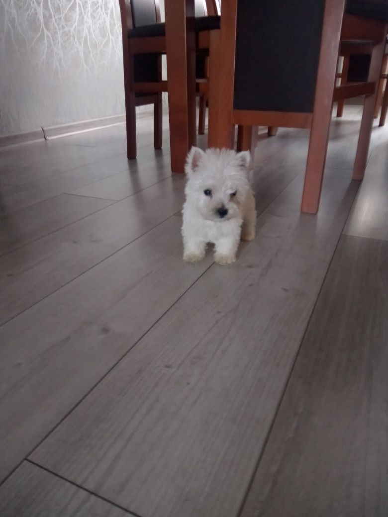 PIESEK-West Highland Wbite Terrier