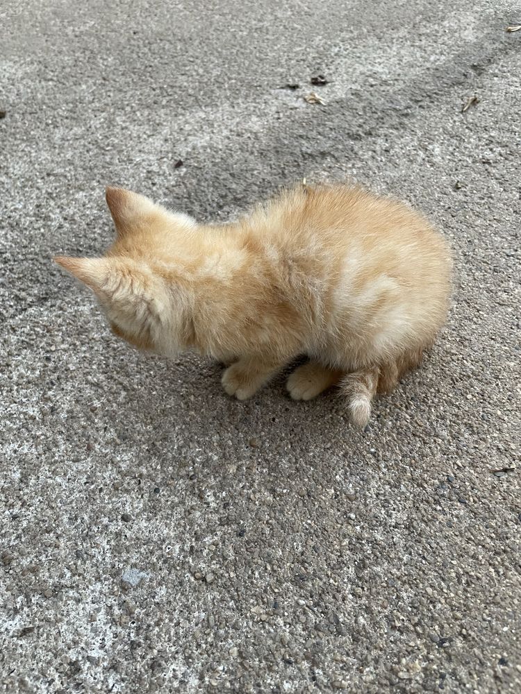 Gatinho bebé macho para adoção