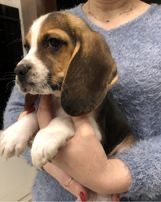 Beagle tricolor suczka, piesek! Paszport, rodowód.