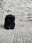 Piesek Shih Tzu  czarny