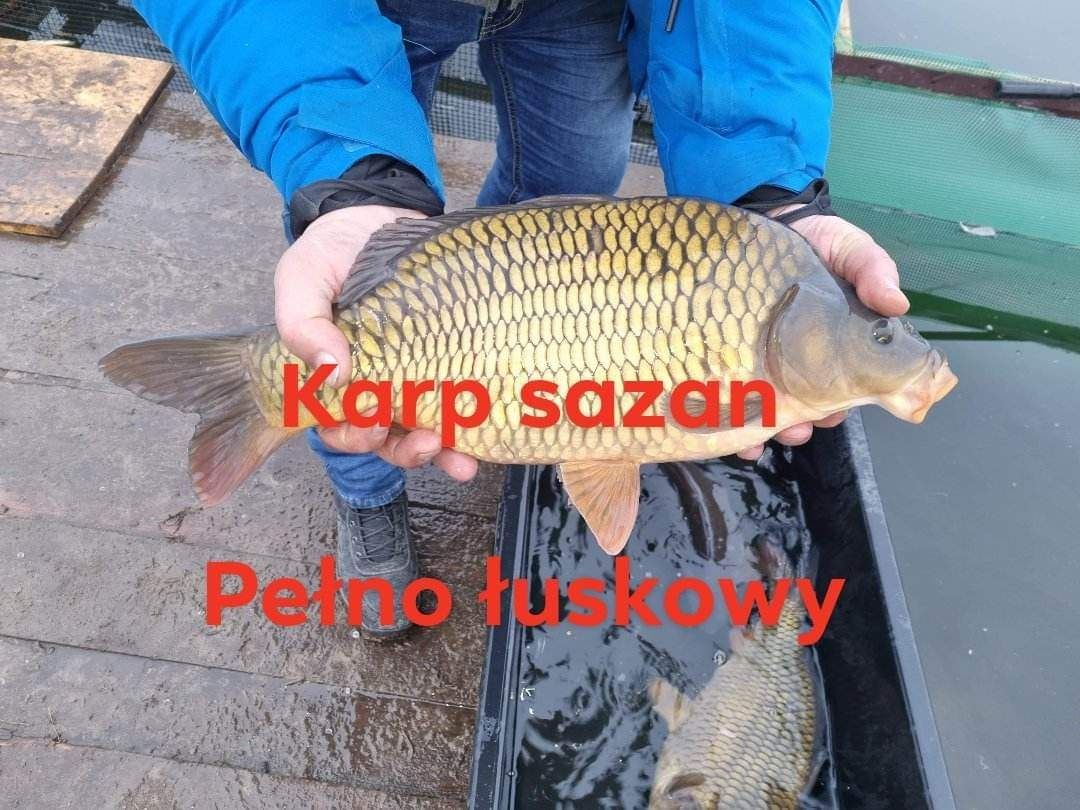 Karp żywy do stawów