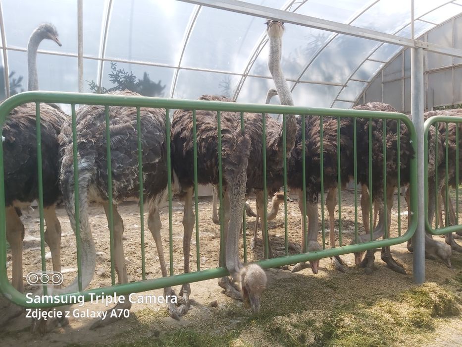 Struś afrykański roczny -samiec, strusie.