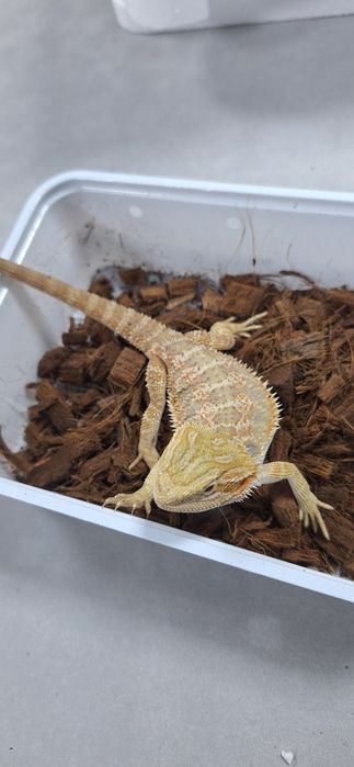 Agama brodata samiczka