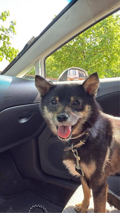shiba inu szuka domu