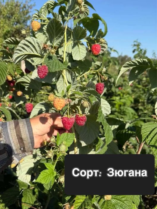 Саджанці ремонтантних та не ремонтантних сортів малини