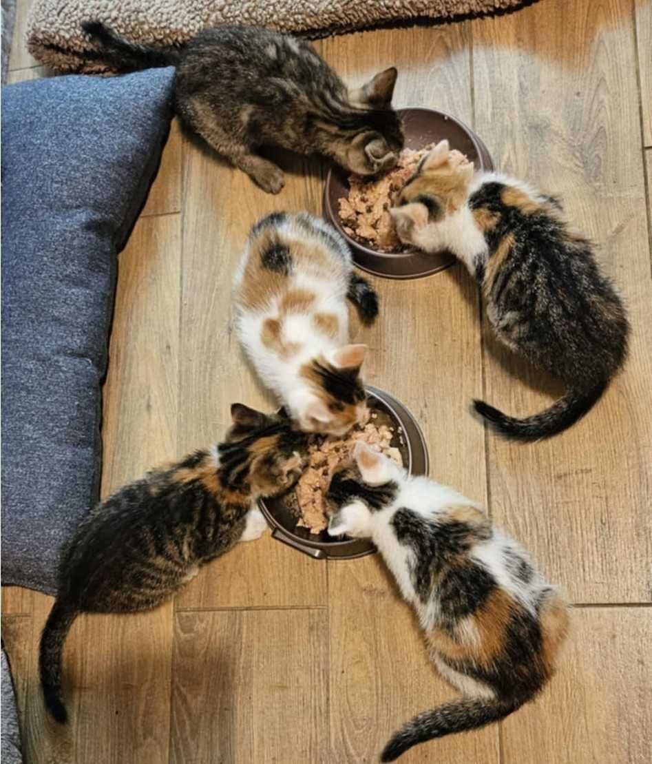 Siostrzyczki urodzone w pustostanie i Ich Mama pilnie proszą o domy